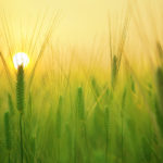 World Organic Congresse 2021 à Rennes