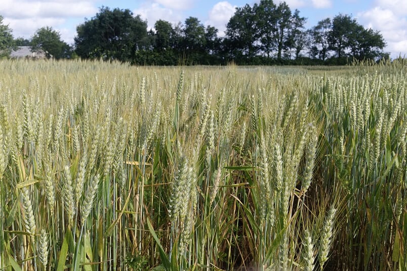 Valoriser l'origine France et pérenniser l'équilibre de la filière céréales bio
