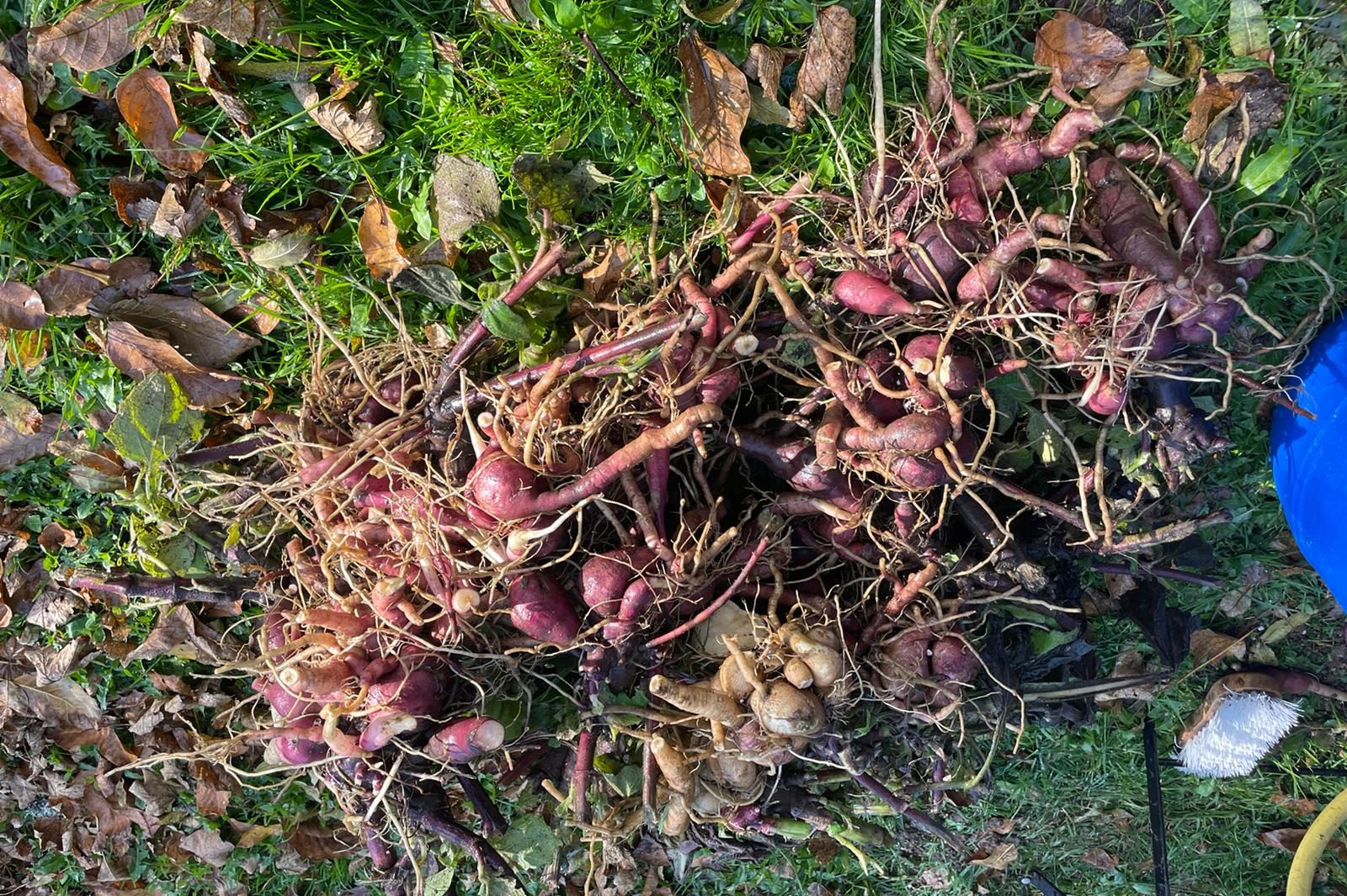 Tubercule poire de terre